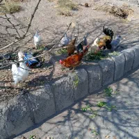 مرغ و خروس گلین لری اصل