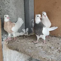 طوقی|پرنده|جناح, |دیوار