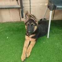 ژرمن ورک لاین بلک فیس