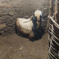 حچه نر بز|حیوانات مزرعه|مریوان, |دیوار