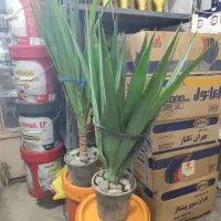 یوکا بسیار سرحال