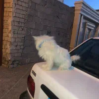 10000|سگ|دورود, |دیوار