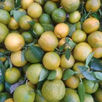 حدود 3تن نارنج خوب درشت رنگ اومده