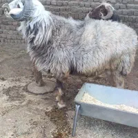قورچ نجادداره