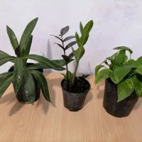 گلهای طبیعی