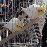 جفت عروس هلندی لوتینو