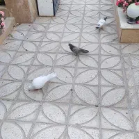 کبوتر فروشی