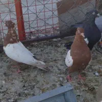 فروش کفتر سینه|پرنده|شیراز, تندگویان|دیوار