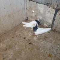 کبوتر طوقی|پرنده|شیراز, کرونی(خاتونک)|دیوار