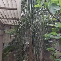 گل لیندا - فروش فوری