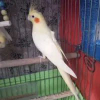 عروس هلندی ماده لوتینو