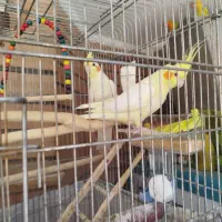 عروس نروماده کارداده پرنده