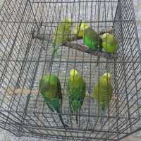 ۷عدد مرغ عشق دونه ای ۲۵۰