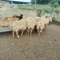 ۲۵ راس بره نر