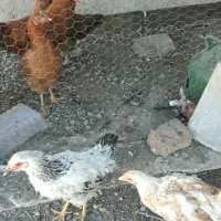 مرغ|حیوانات مزرعه|اسلام‌شهر, مطهری|دیوار