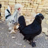 فروش تخم نطفه دار ،سلطان ،بلک ،
