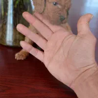 پودل رد و دالمیشن|سگ|شیراز, ابیوردی|دیوار