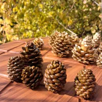 میوه کاج-کاج