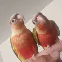 جوجه سرلاکی راهب خورشیدی کوتوله گرینچیک سانچیک|پرنده|تربتحیدریه, یحیی آباد|دیوار