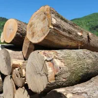 خریدار چوب و درخت هستم
