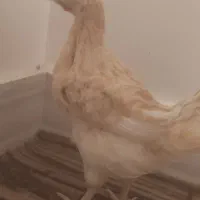 جوجه مرغ و خروس محلی