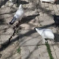 کبوتر همه رقم روهم رفته ۴۰۰