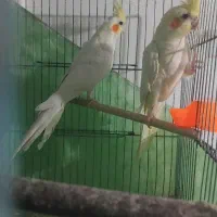 عروس هلندی لوتینو