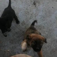 واگذاری ی جفت شا توله سگ قدریجونی نر وحش|سگ|مرودشت, نقش رستم|دیوار