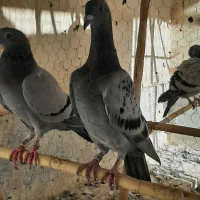 کبوتر پلاکی مسافت بلند نژاد جانسن|پرنده|قم, نیروگاه|دیوار