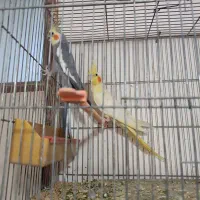 جفت عروس هلندی فوری