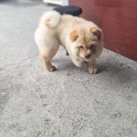 چاوچاو پسر خشگل جنسیت زبون بنفش|سگ|صومعه‌سرا, |دیوار