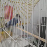 یک جفت کوتوله برزیلی|پرنده|اردکان, |دیوار