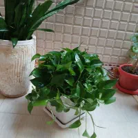 گل طبیعی سرحال  با قیمت خیلی مناسب|گل و گیاه طبیعی|یاسوج, |دیوار