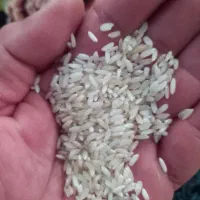 برنج محلی  خوش پخت  خوش  طعم  عطری