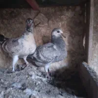 یگ  جفت جوجه المان