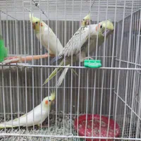 عروس هلندی|پرنده|مشهد, شیرودی|دیوار