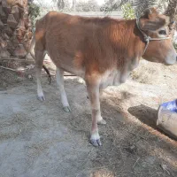 گاو جرسی دو رگه به همراه گوساله ماده