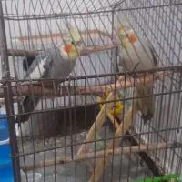 دوعدد عروس هلندی دستی