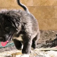 ت وله قهدریجانی،قدرجونی.|سگ|سیرجان, |دیوار