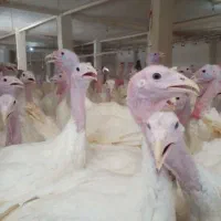 بوقلمون زنده تنظیم بازار|حیوانات مزرعه|بیرجند, |دیوار