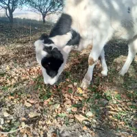 گوساله هلشتاین دامازدق