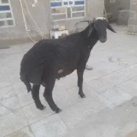 بره چاق