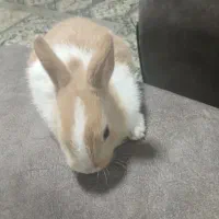 فروش خرگوش در رنگ های مختلف