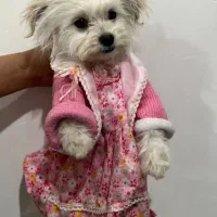 شیتزو  4ماهه با ادب حرف گوش کن