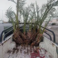 انواع نخل خرما بزرگ و پاجوش ونهال مرکبات|خدمات باغبانی و درختکاری|یزد, |دیوار