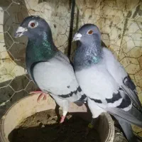 افغان و کله سبز