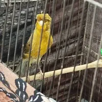 دو عدد قناری