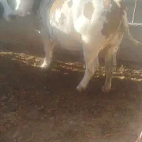 گاو‌تلیسه‌20‌روز‌مانده‌زیمان‌درجه‌یک‌تضمینی|حیوانات مزرعه|میاندوآب, |دیوار
