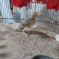 سهره خاکی