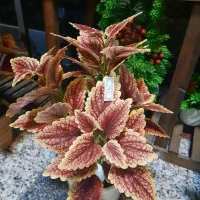 گلدان های مینیاتوری گل مصنوعی هدیه کادو دکوری